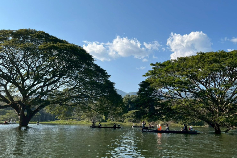 Chiang Mai: Wat Ban Den, Sticky Waterfall, & Rain Tree Tour Giant Rain Tree, Sticky Waterfall, Hiking at Moai Mountain