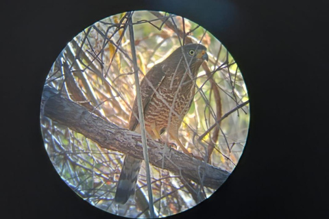 Huatulco: Observación de aves y búsqueda en Huatulco