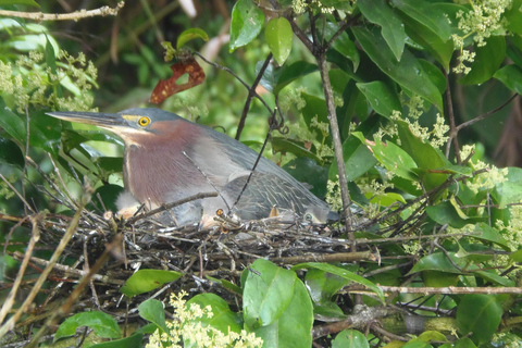 Tortuguero: Canoe Tour and Wildlife Spotting