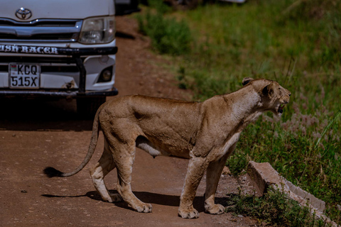 Nairobi: National Park Game Drive with Local Guide