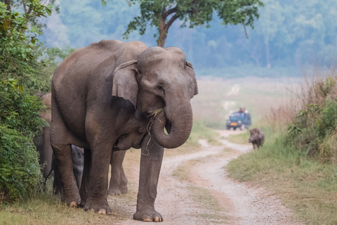 From Delhi: 2-Day Jim Corbett Wildlife Safari Tour by Car From Delhi: 2-Day Jim Corbett Wildlife Safari Tour by Car