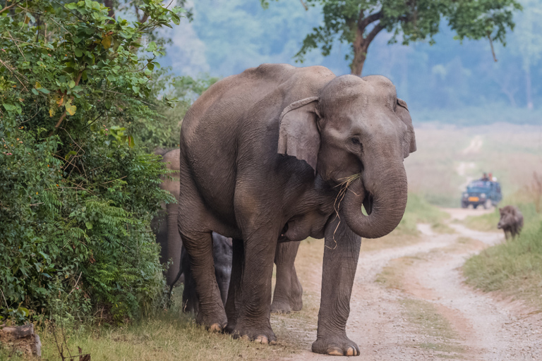 From Delhi: 2-Day Jim Corbett Wildlife Safari Tour by Car From Delhi: 2-Day Jim Corbett Wildlife Safari Tour by Car