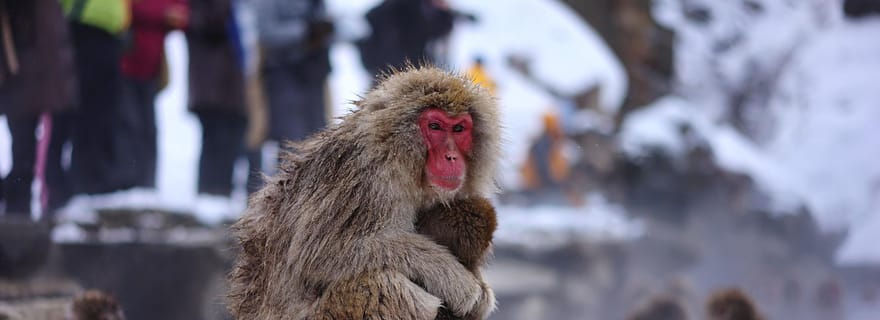 Depuis Nagano et Tokyo : visite d'une journée personnalisée des singes des neiges