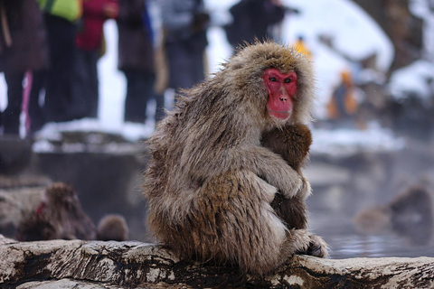 Nagano Tokyo: Snow Monkey Private Day Tour Hotel Pick & Drop Snow Monkey Private Day Tour Hotel Pick & Drop Off In Crown