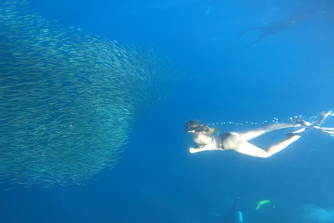 Cebu: Moalboal Island Hopping Paradise, Sardines Run