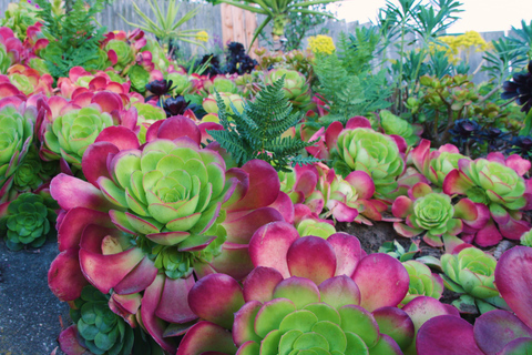 Hidden Stairways of San Francisco