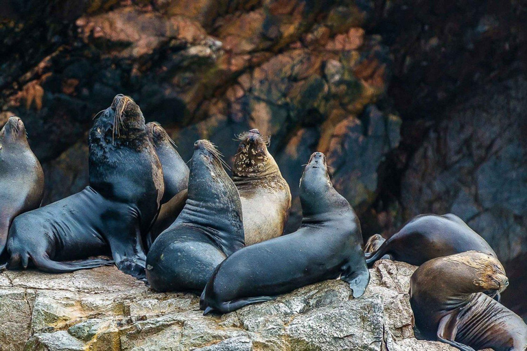 Paracas: Ballestas Islands + Paracas Reserve - FullDay Combo