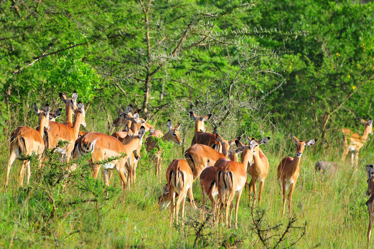 Kampala: Lake Mburo National Park 2-Day Cycling Safari