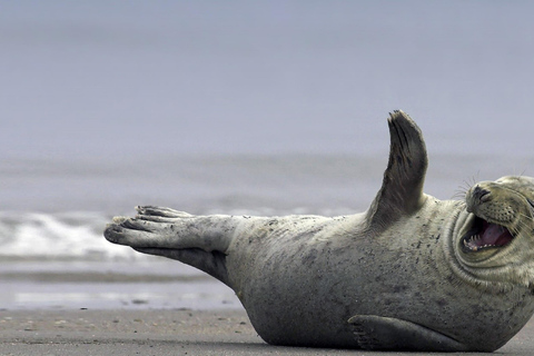 Tour particular pela Glacier Lagoon e Diamond BeachTour particular em um veículo de 1 a 6 lugares