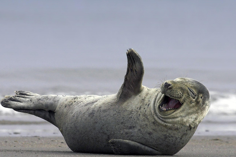 Tour particular pela Glacier Lagoon e Diamond BeachTour particular em um veículo de 1 a 6 lugares