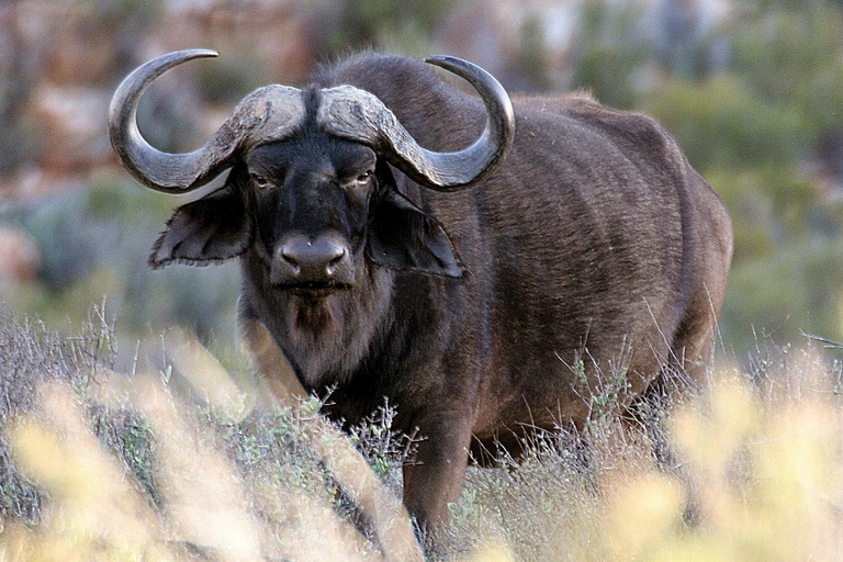 Big Five Safari und geführte Tagestour durch das Breede River Valley