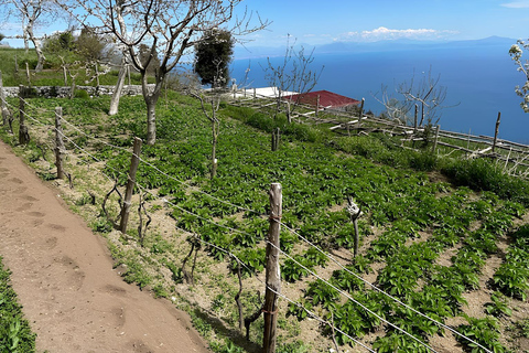 Amalfi: Milk the cows, Make Pasta, Mozzarella and Tiramisù! Private Cooking Class