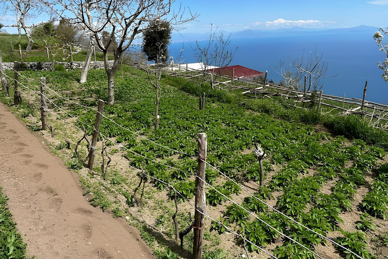 Amalfi: Milk the cows, Make Pasta, Mozzarella and Tiramisù! Private Cooking Class