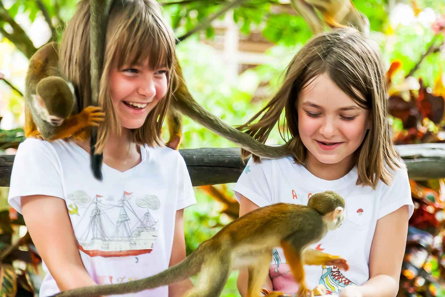 things to do in punta cana | interact with monkeys at monkeyland