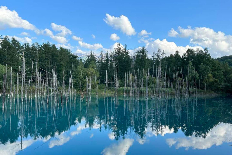 Sapporo: 2-Day Furano Lavender & Biei Blue Pond Summer Tour