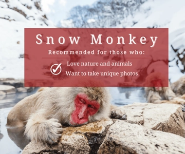 Nagano/Myoko: Jigokudani Snow Monkey Park with private car