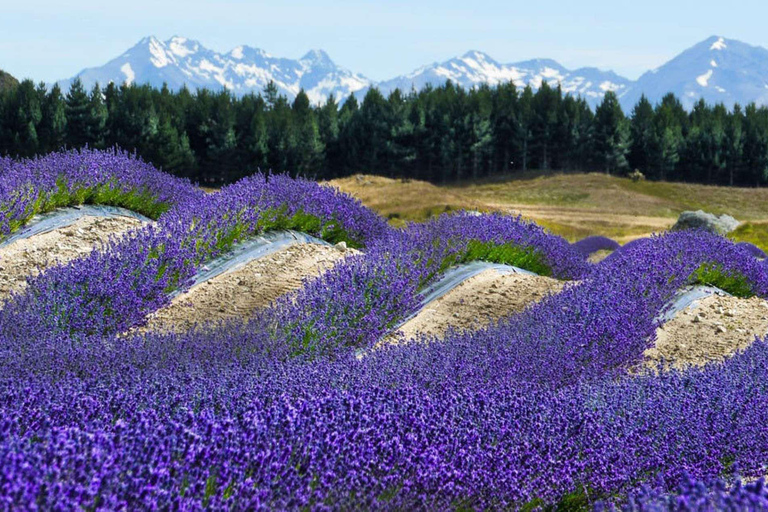 Christchurch : Aoraki/Mt Cook Day Trip with Trotts Garden