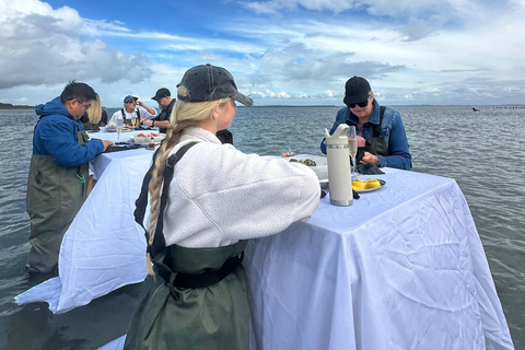 Moreton Bay: Oyster Farm Tour, Boat, Shucking & Tasting
