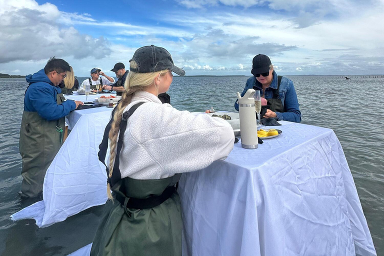 Moreton Bay: Oyster Farm Tour, Boat, Shucking & Tasting