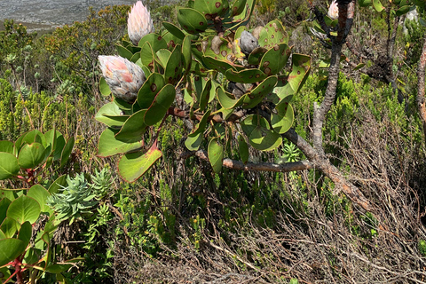 Cape Town: Skeleton Gorge Hike to Table Mountain Summit