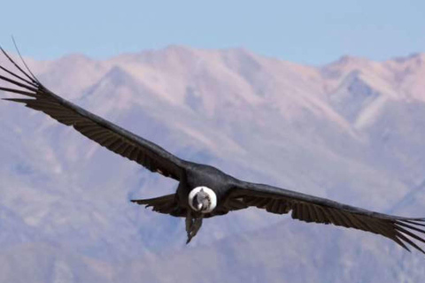 2D Colca Canyon from Puno