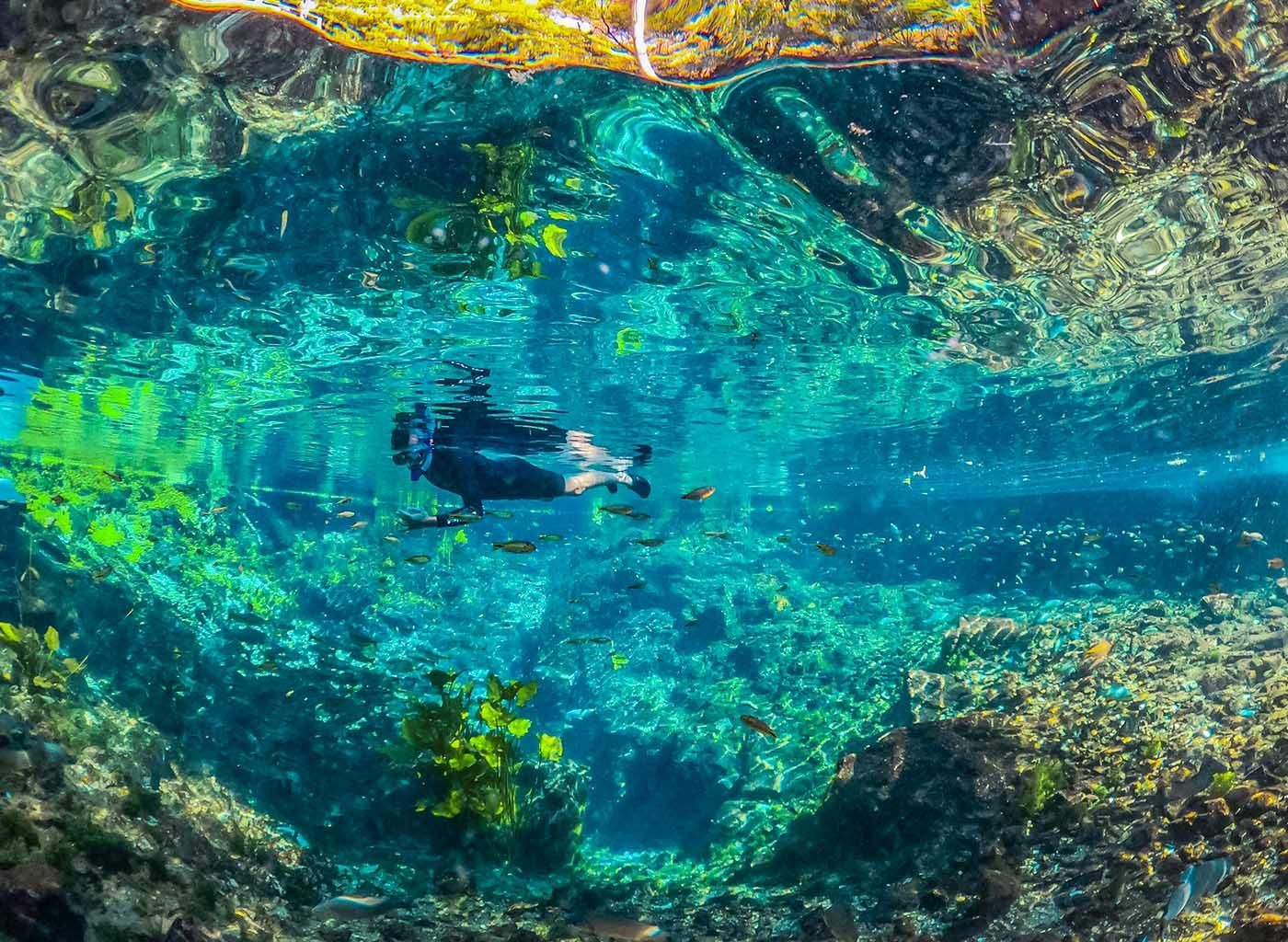 Nascente Azul: Flotation in der Quelle + Balneário in Bonito/MS