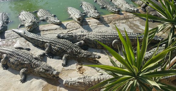 Djerba: Half-Day Crocodile Park Tour with Live Feeding Show