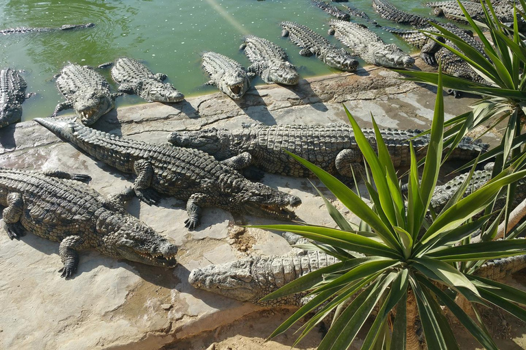 Djerba: Half-Day Crocodile Park & Feeding Show