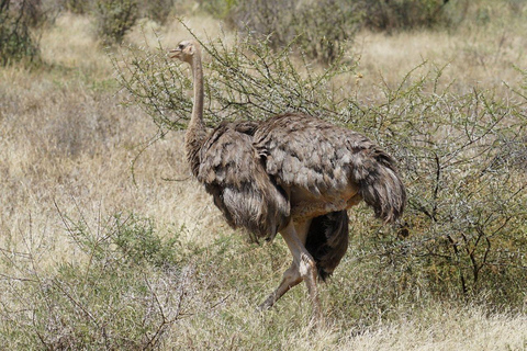 3 Days, 2 nights safari to Samburu National Reserve 3 Days private safari in a 4x4 Landcruiser jeep