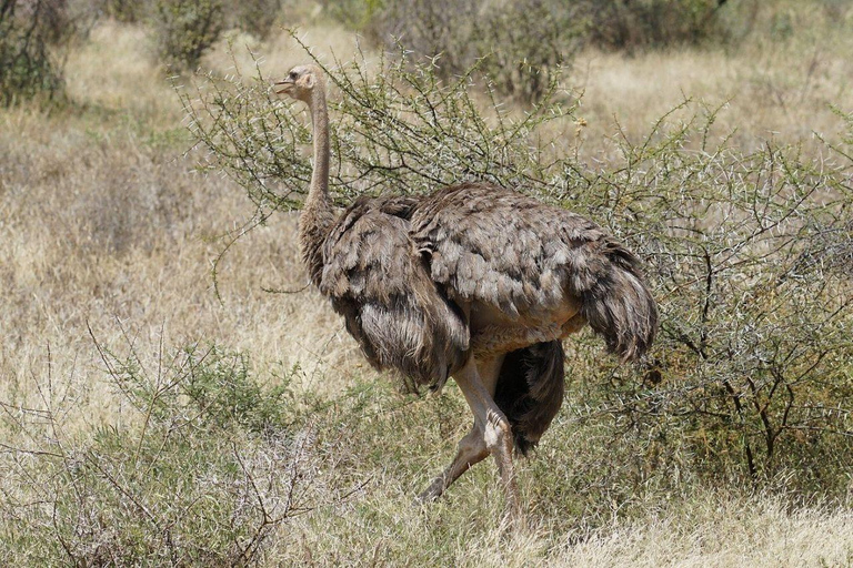 3 Days, 2 nights safari to Samburu National Reserve 3 Days private safari in a 4x4 Landcruiser jeep