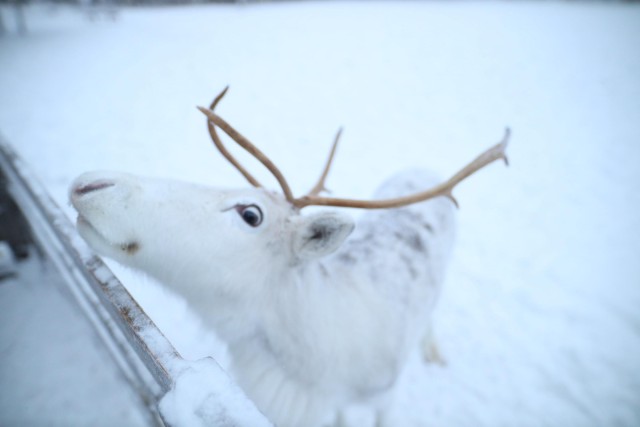 Visit Rovaniemi Husky and reindeer farm visit with sleigh rides in Rovaniemi, Finland