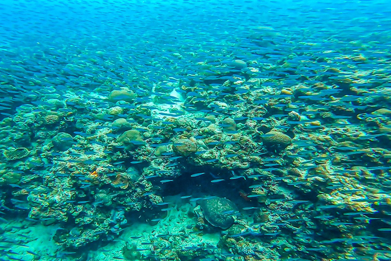 Cebu: Mantayupan Falls and Moalboal Sardines & Turtle Tour