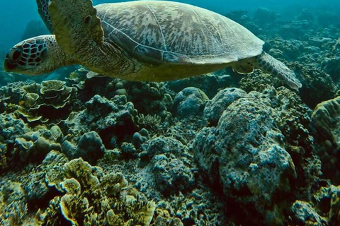 Gili island: 3 island tour with statue and turtle sanctuary sharing tour 9;30