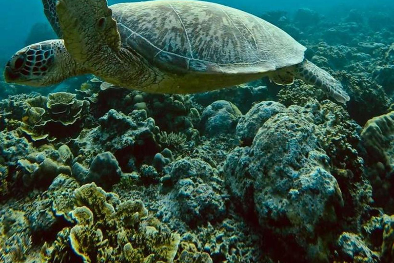 Gili island: 3 island tour with statue and turtle sanctuary sharing tour 9;30