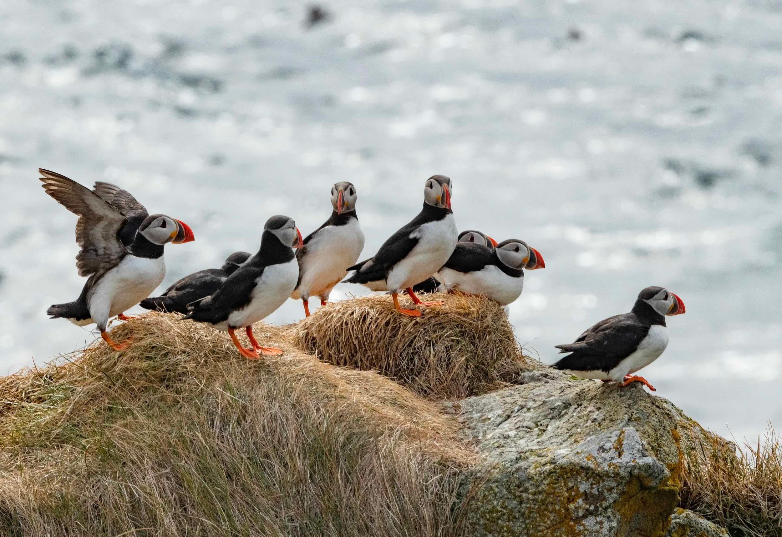 Ísafjörður: Papageientaucher-Beobachtung und malerische Bootsfahrt