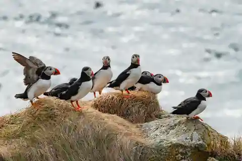 Ísafjörður: Observarea puffinilor și excursie cu barca în zona pitorească Vigur