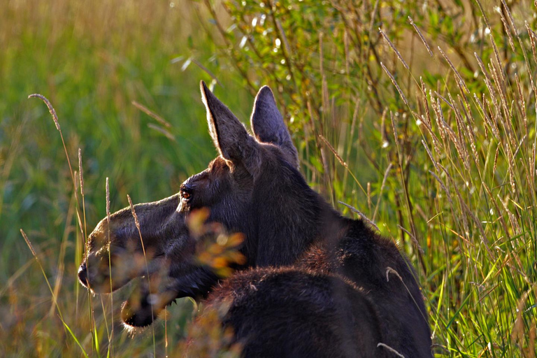 Private Sunset Safari of Grand Teton National Park Grand Teton Wildlife Safari and Scenic Highlights Tour