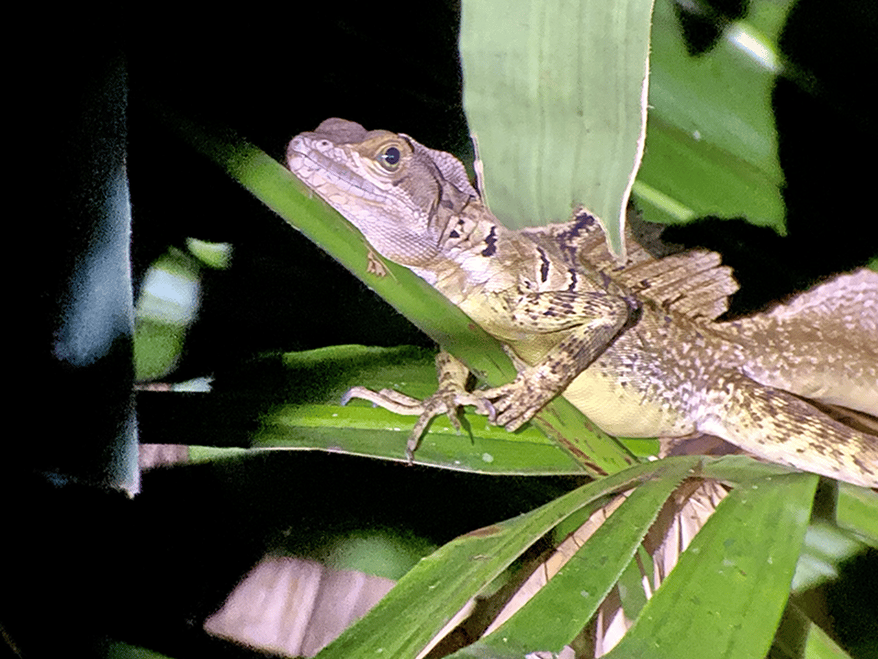 Manuel Antonio: Nachttour durch den Dschungel