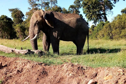 Mombasa/Diani: 3 Days Private Tsavo East & West Safari