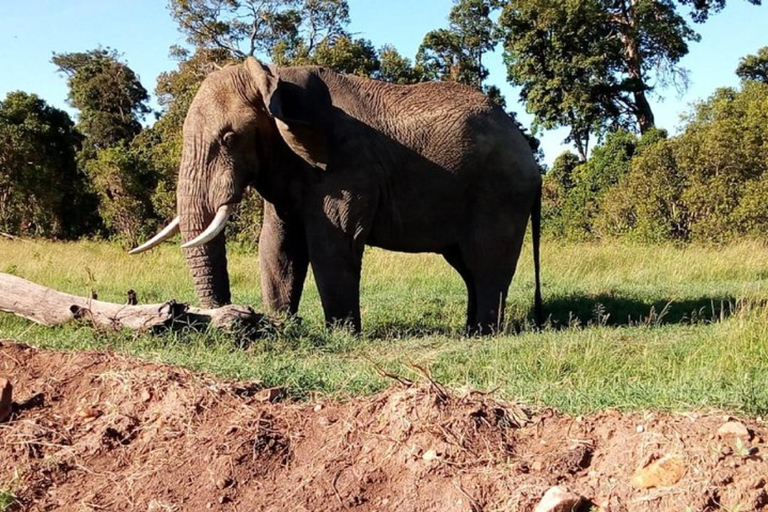 Mombasa/Diani: 3 Days Private Tsavo East & West Safari