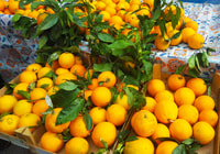 Palermo, Street Food, Market e City Center Walking Tour - Hizvo