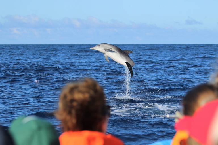 Whale and Dolphin Watching with Vila Franca Islet Visit