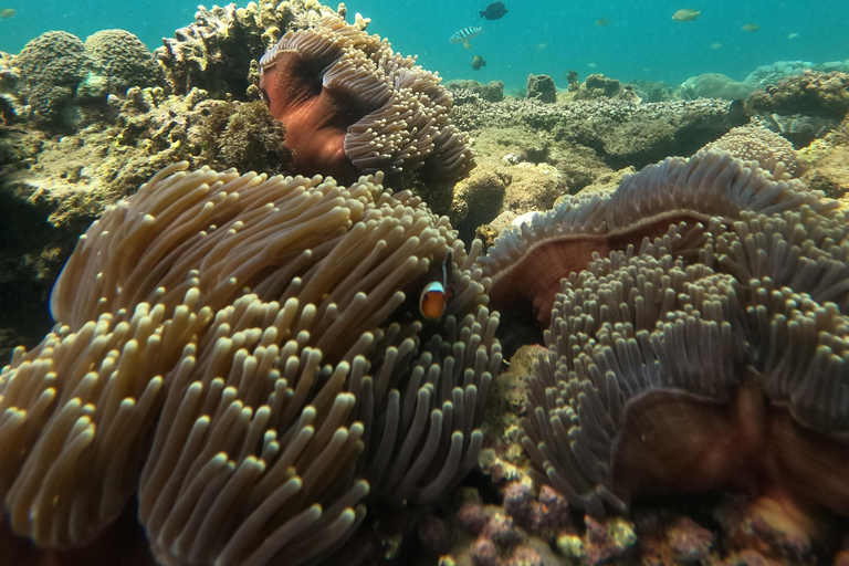 5 Geheime Gili Bootsfahrt &amp; Schnorcheln im Südwesten von Lombok