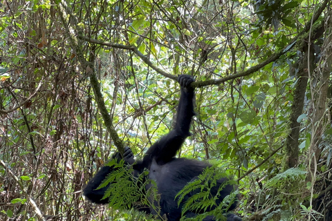 Passeio de 3 dias ao Gorila Mgahinga Gorilla NP Uganda via Ruanda