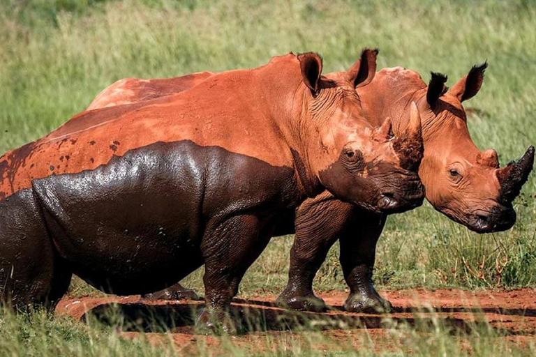 Johannesburg: Rhino and Lion Nature Reserve Half-Day Tour Private Tour Rate