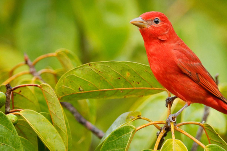 Parque Nacional del Corcovado: Dos días de selva y animales