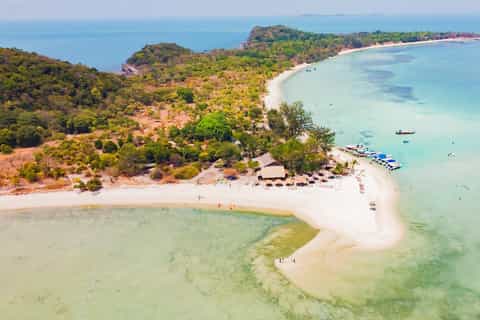 pig island
