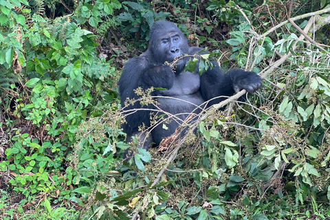 8-dagars vandringsresa med gorillor i Rwanda, Uganda och Kongo (DRC)