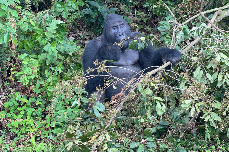 8-tägige Gorilla Trekking Reise durch Ruanda, Uganda und den Kongo (DRC)