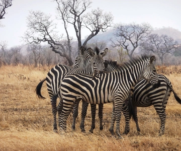 Dar es Salaam: Excursión de un día al Parque Nacional de Mikumi con viaje en tren